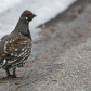 Spruce Grouse