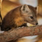 Sweet Pine Marten