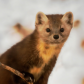 Pretty Marten 