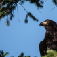 Young Bald Eagle