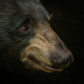 beautiful Portrait of Black Bear 