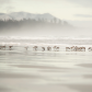 Dunlins Feeding