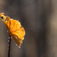 Fall Leaf