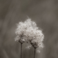 Anemone in Seed