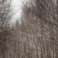 Cold Birch Forest