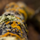 Multi-coloured lichen