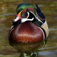 Wood Duck Reflection