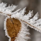 Hoarfrost on leaf