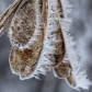 Hoar frost on maple seed pods
