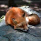 Resting