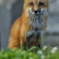 Urban Fox
