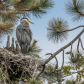 Great Blue Heron Nest