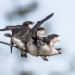 Young Tree Swallows