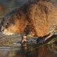 Muskrat self love 