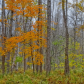 maples and birches