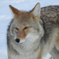 Coyote love 