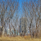 early spring 