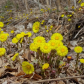 spring flowers