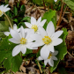 Bloodroot flower