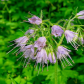 spring flowers