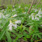 spring flowers