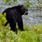 Bear eating flower