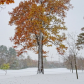 oak tree
