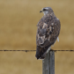 Swainson's Hawk 