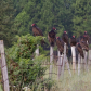 Turkey Vultures 