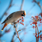 Cedar Waxwing on Mountain Ash Tree