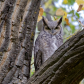 Great Horned Owl Gaze 