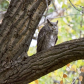 Owl- Great Horned 
