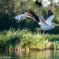 Pelicans on the Wing