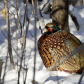 Ring-necked Pheasant in the snow