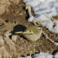 Golden Crowned Kinglet finds lunch