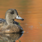 American Wigeon