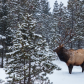 Elk braving the snow
