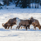 Mountain Sheep Herd