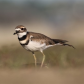 A friendly Kildeer