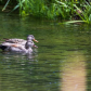 Ducks in a row