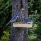 Blue Jays Having Lunch