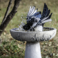 Magpie Having a bath
