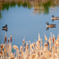 Canada Geese on a pond