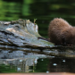 Mink Finishing Breakfast