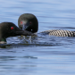 Majestic Loons