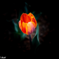 Spring Tulip 