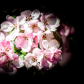 English Hawthorn Blossoms