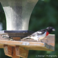 Grosbeak
