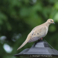 Moaning Dove