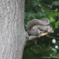 Grey Squirrel